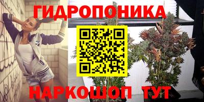 стаф Кингисепп